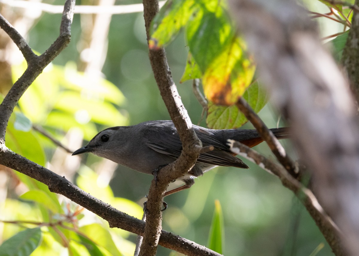 Gray Catbird - ML620789587