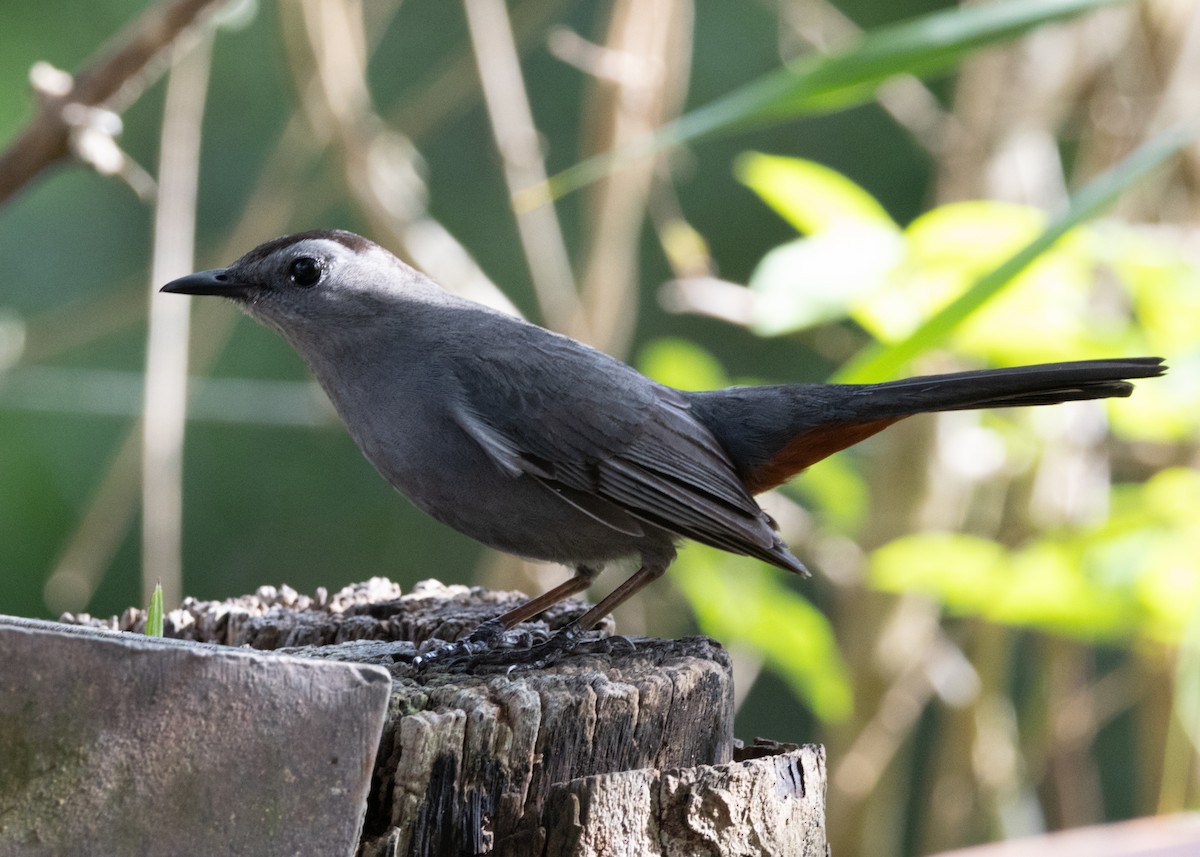 Gray Catbird - ML620789590