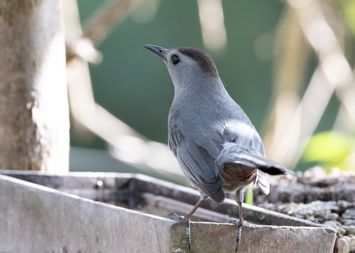 Gray Catbird - Silvia Faustino Linhares