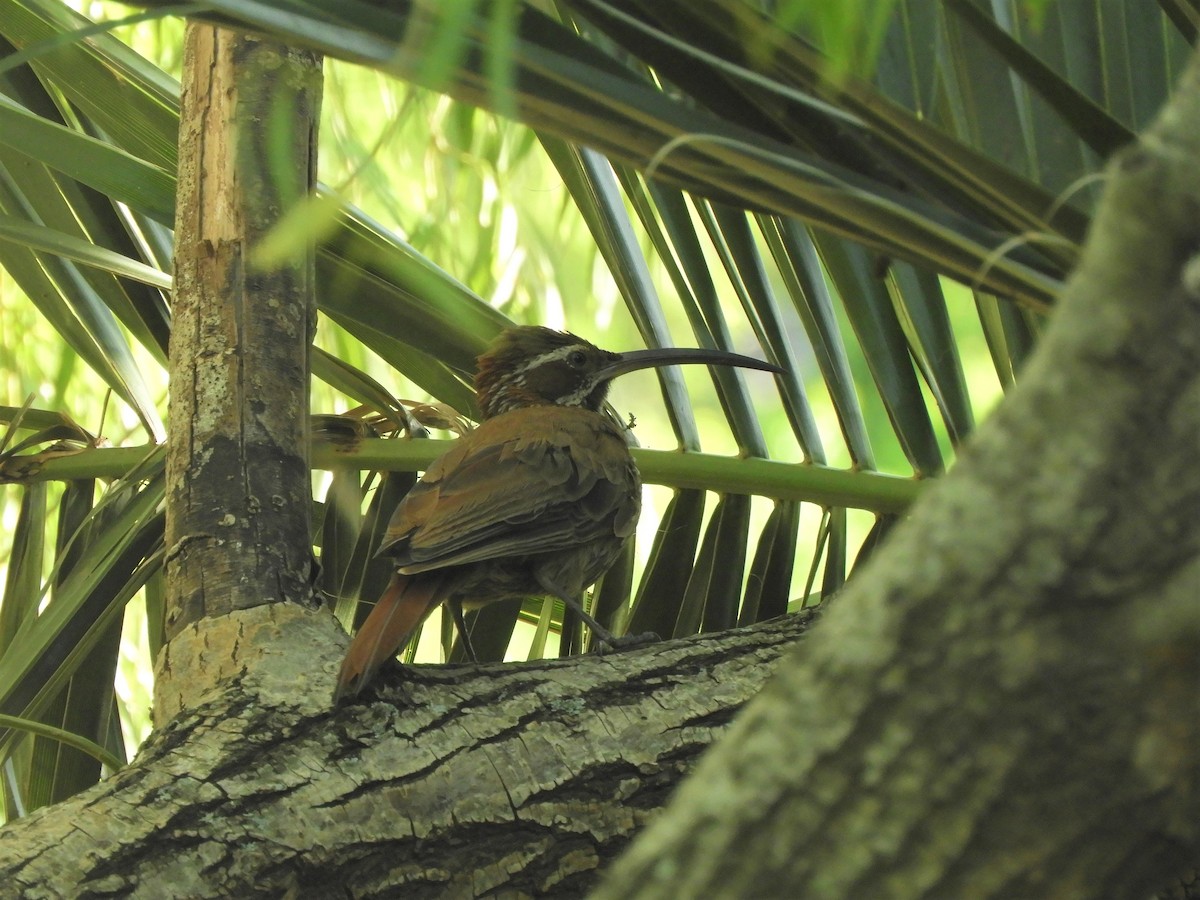 Scimitar-billed Woodcreeper - ML620789596