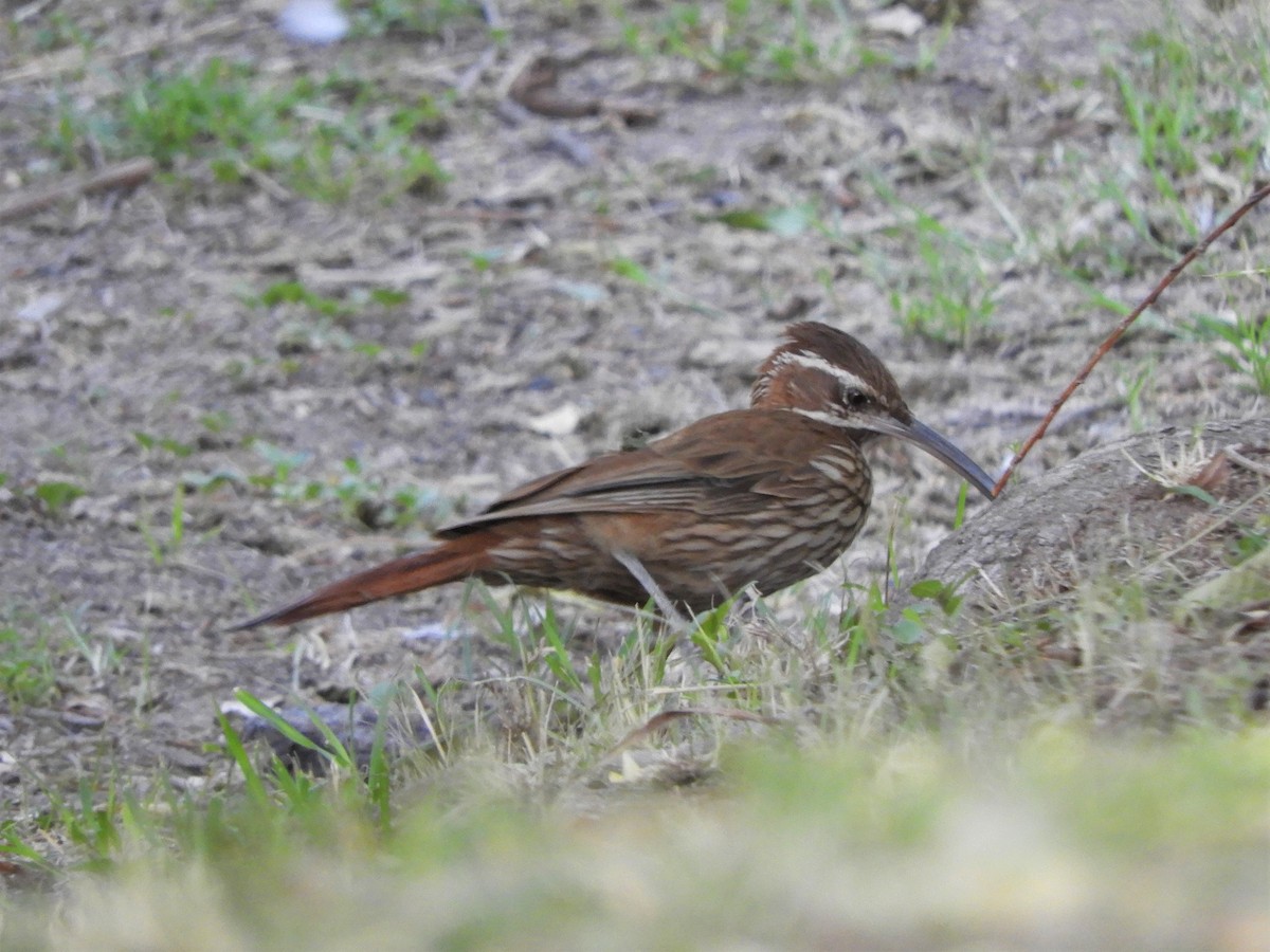 Scimitar-billed Woodcreeper - ML620789597