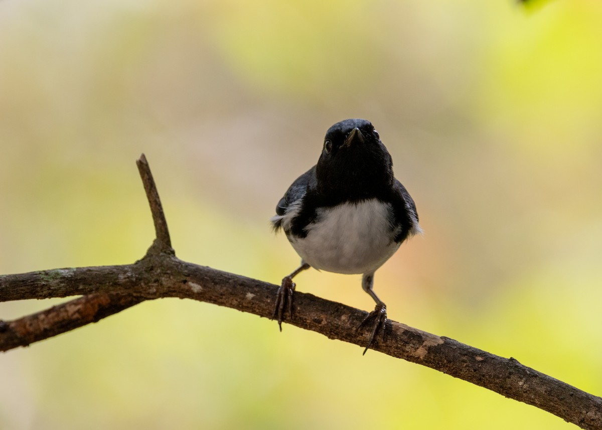 Black-throated Blue Warbler - ML620789599