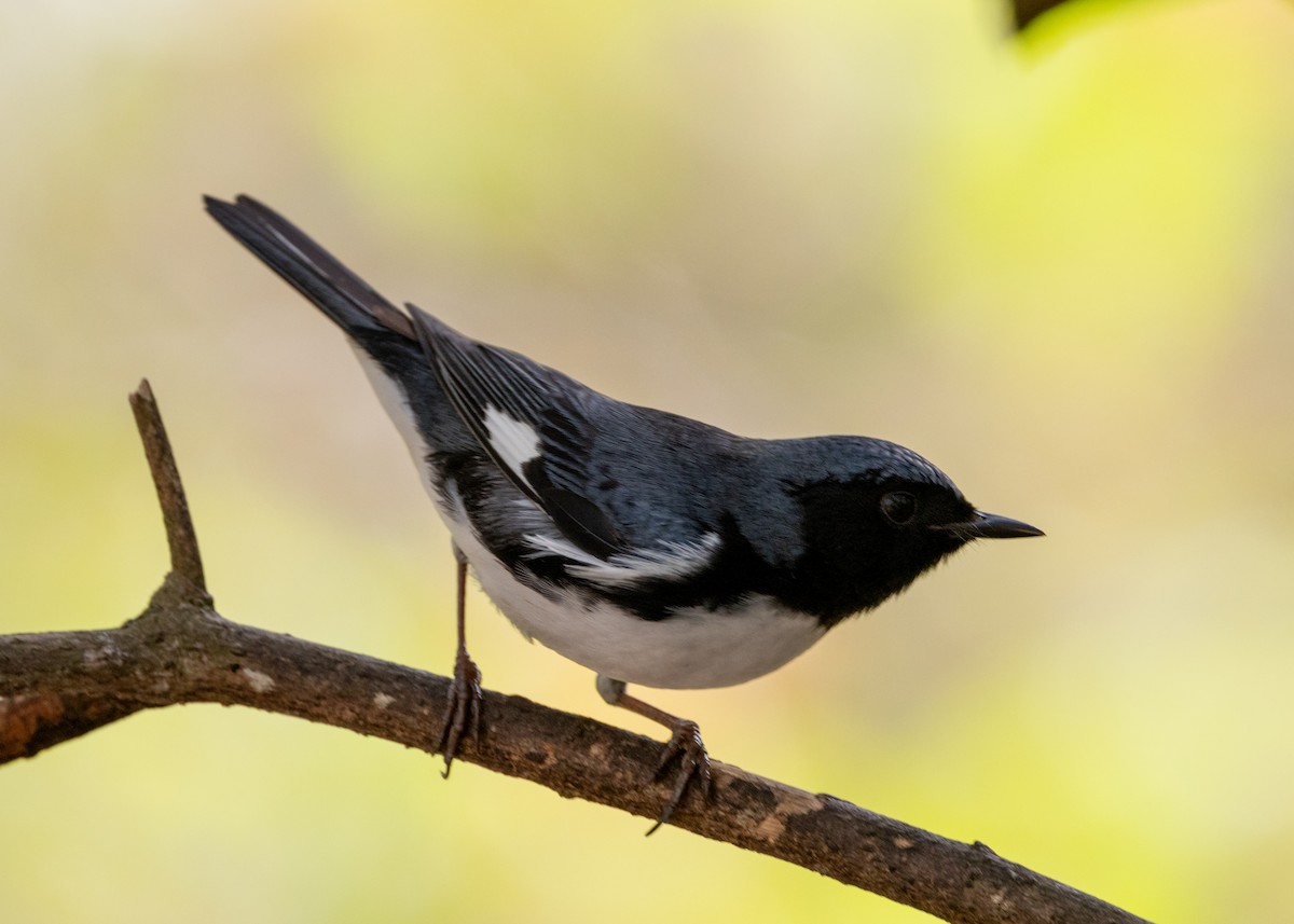 Black-throated Blue Warbler - ML620789600