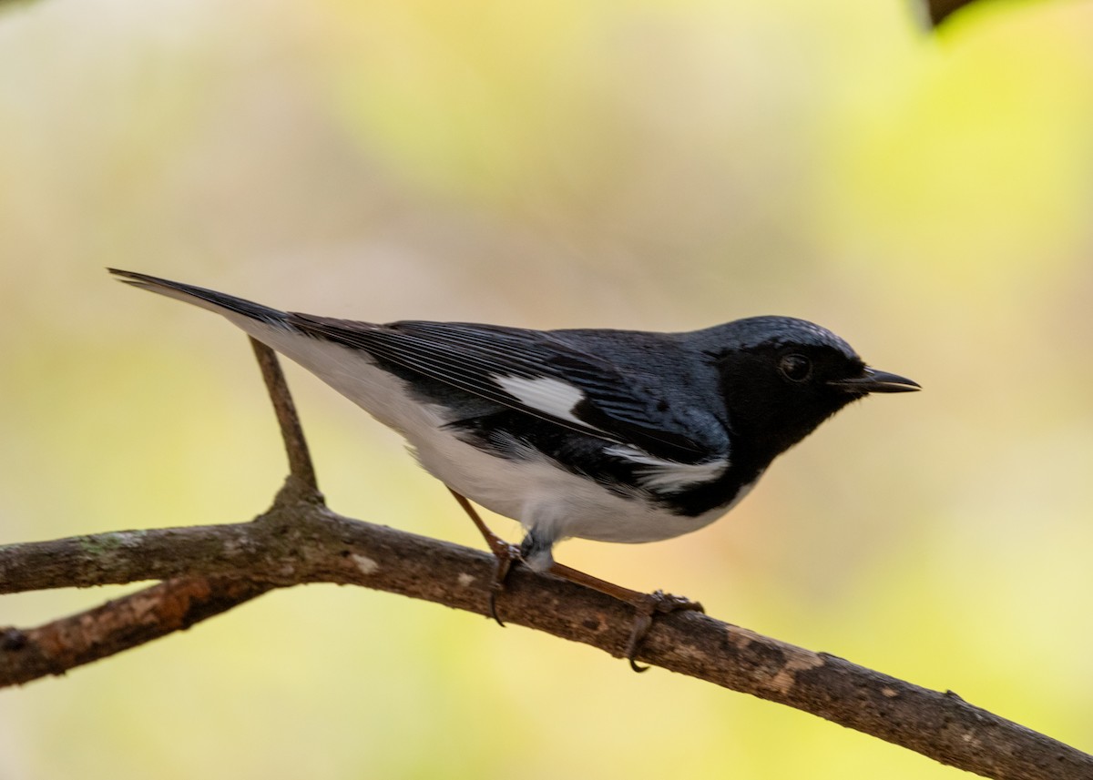 Black-throated Blue Warbler - ML620789603