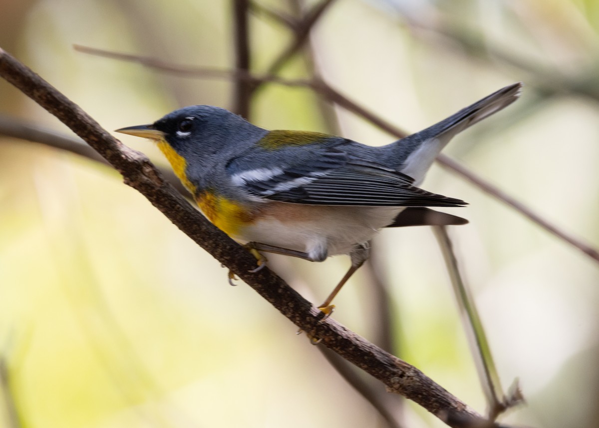 Northern Parula - ML620789604