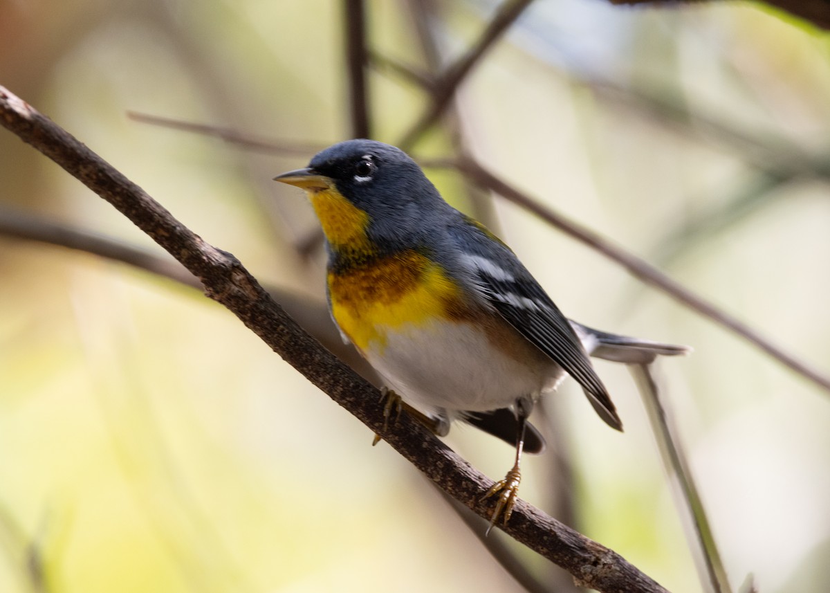 Northern Parula - Silvia Faustino Linhares