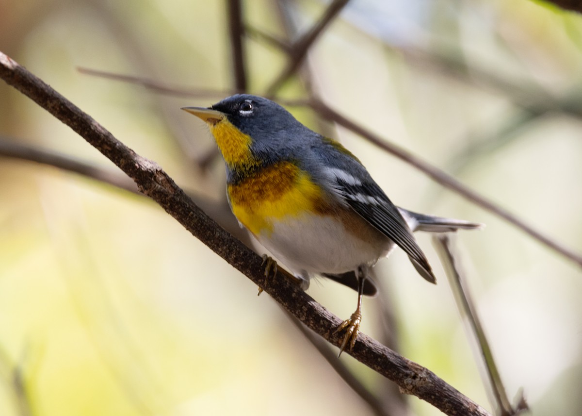 Northern Parula - ML620789606