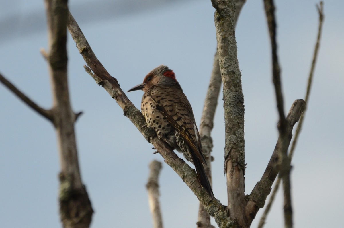 Northern Flicker - ML620789607