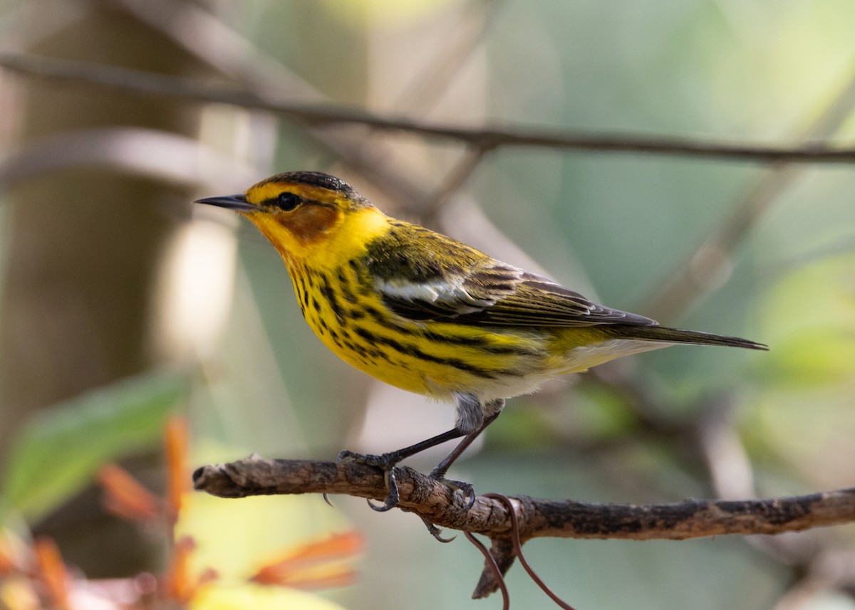 Cape May Warbler - ML620789610