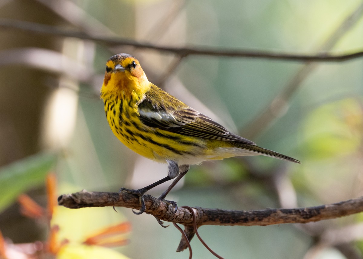 Cape May Warbler - ML620789611