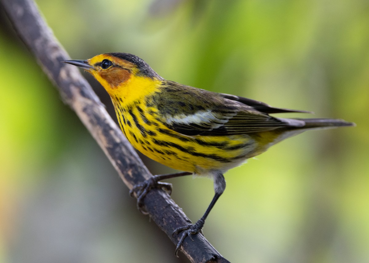 Cape May Warbler - ML620789612