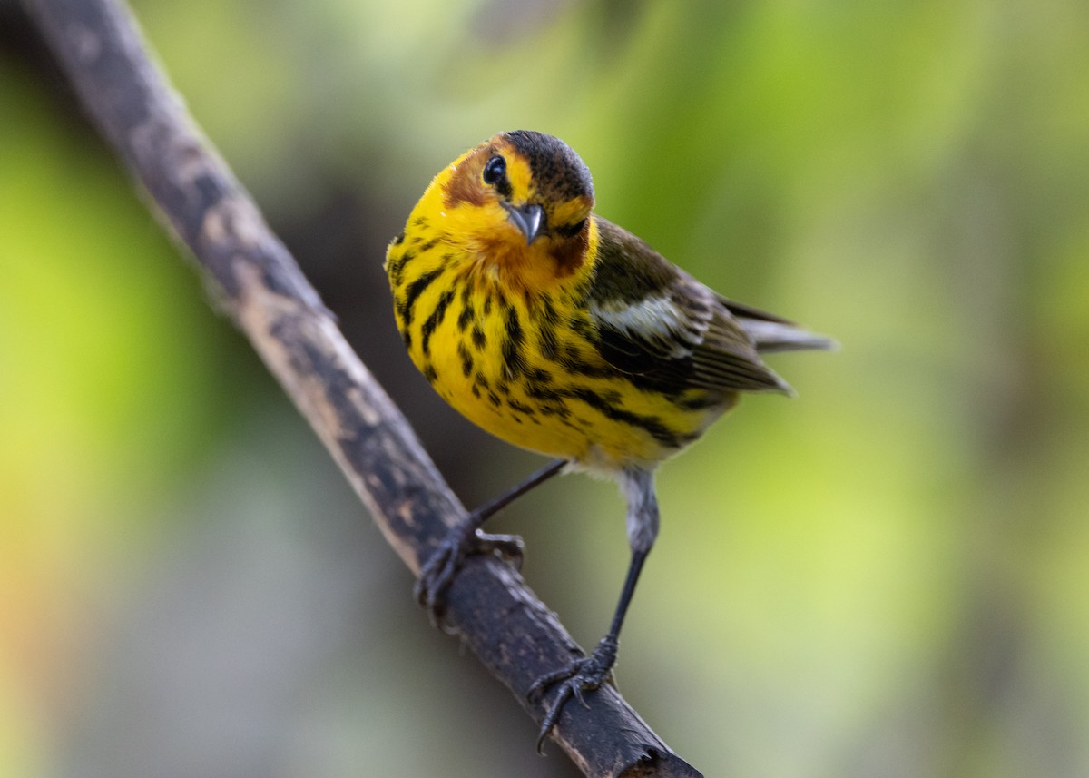 Cape May Warbler - ML620789613