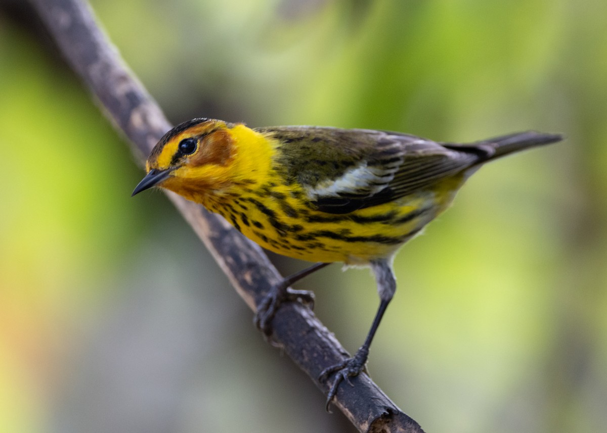 Cape May Warbler - ML620789614