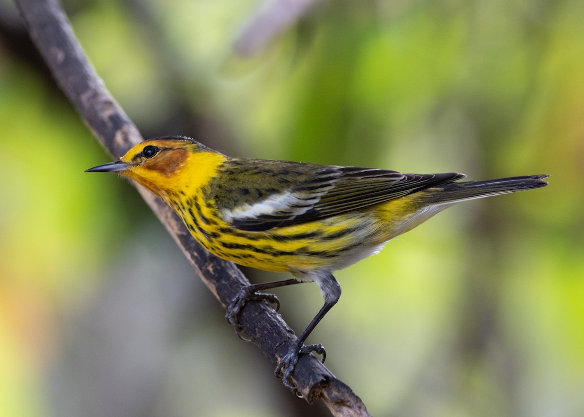Cape May Warbler - ML620789615