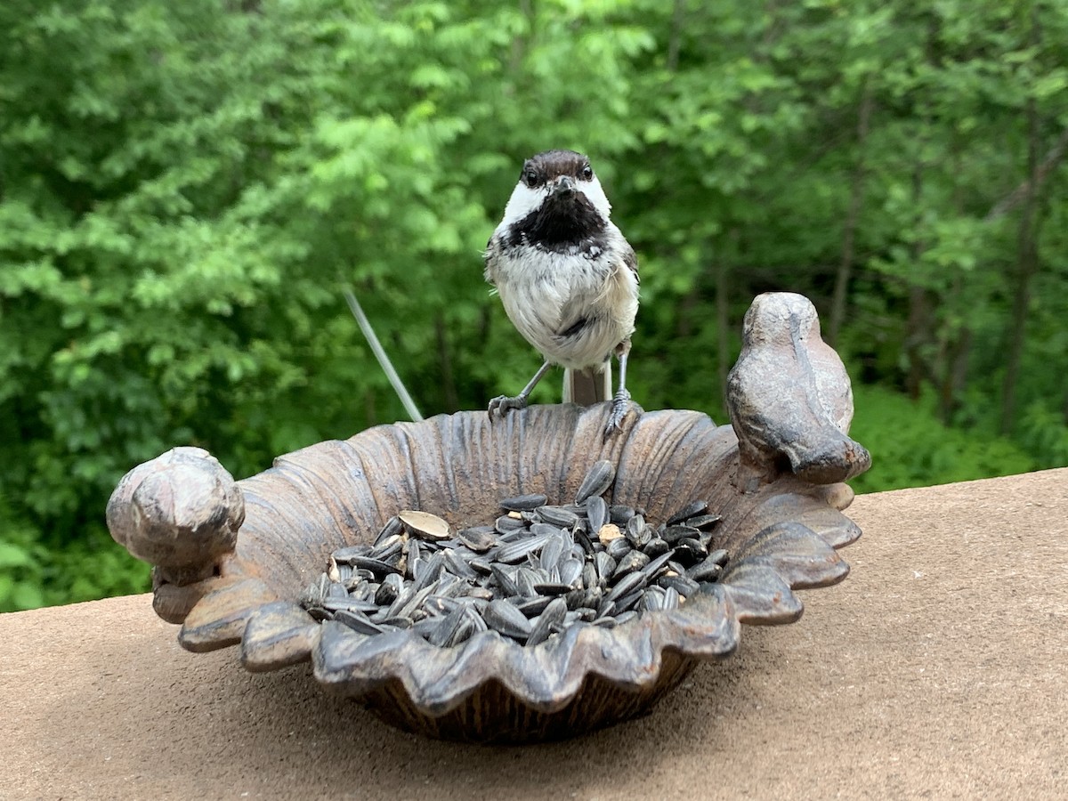 Black-capped Chickadee - ML620789616