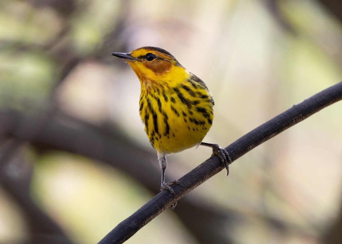 Cape May Warbler - ML620789617
