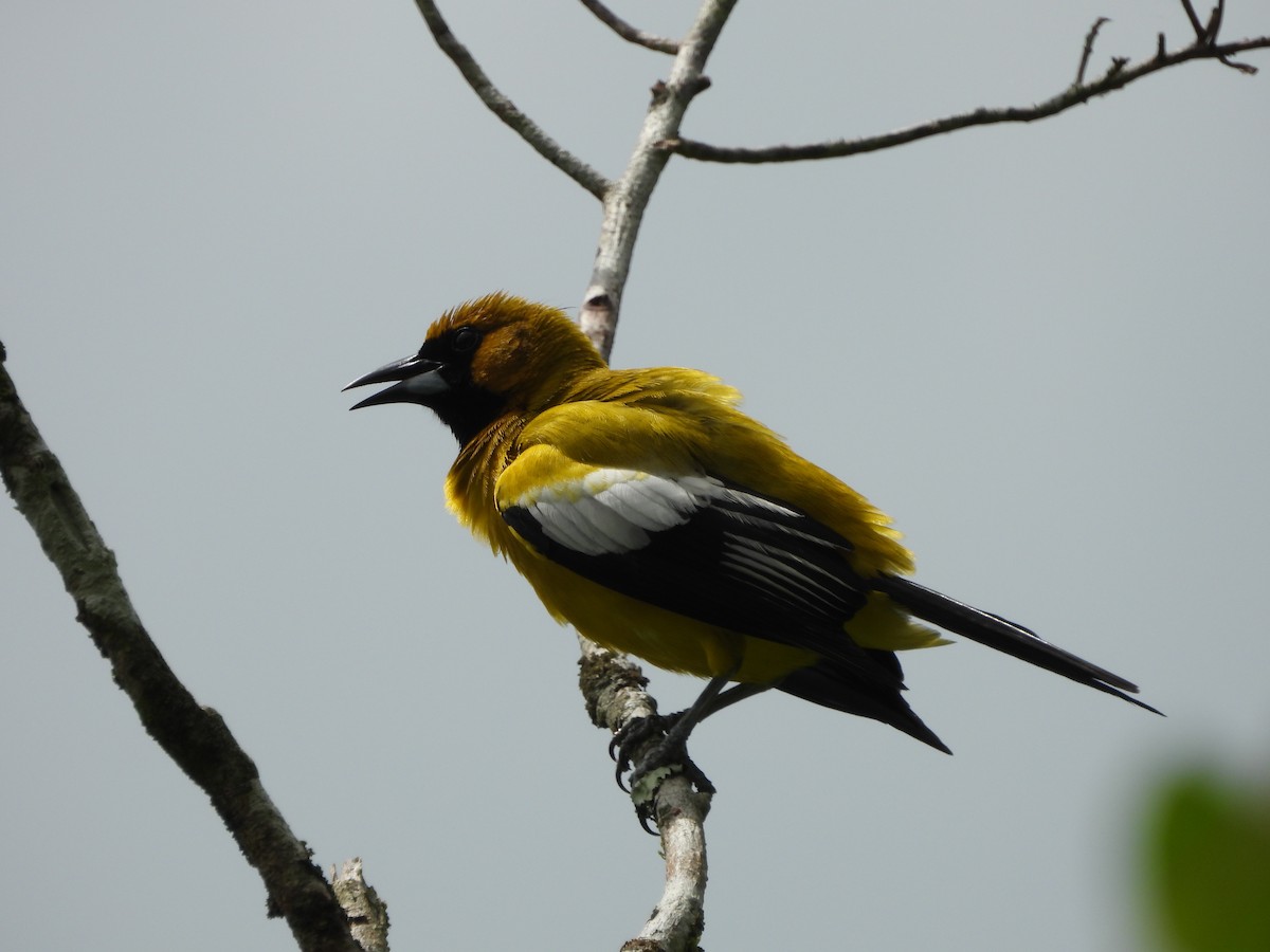 Jamaican Oriole - ML620789618