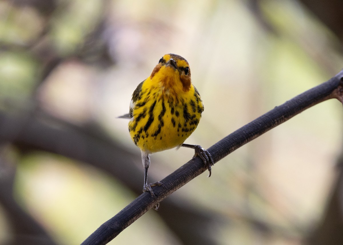 Cape May Warbler - ML620789620