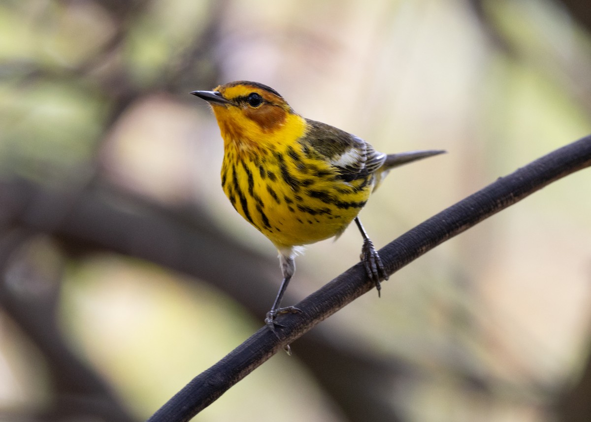 Cape May Warbler - ML620789621