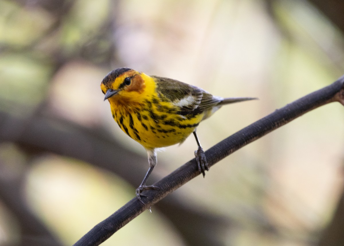 Cape May Warbler - ML620789622
