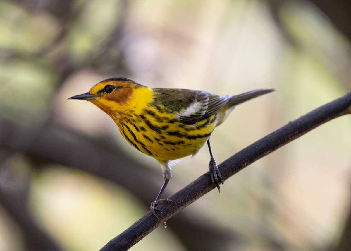 Cape May Warbler - ML620789623