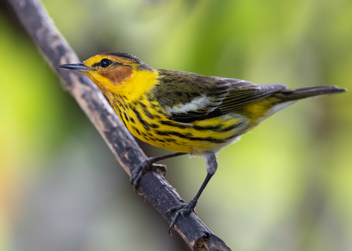 Cape May Warbler - ML620789624