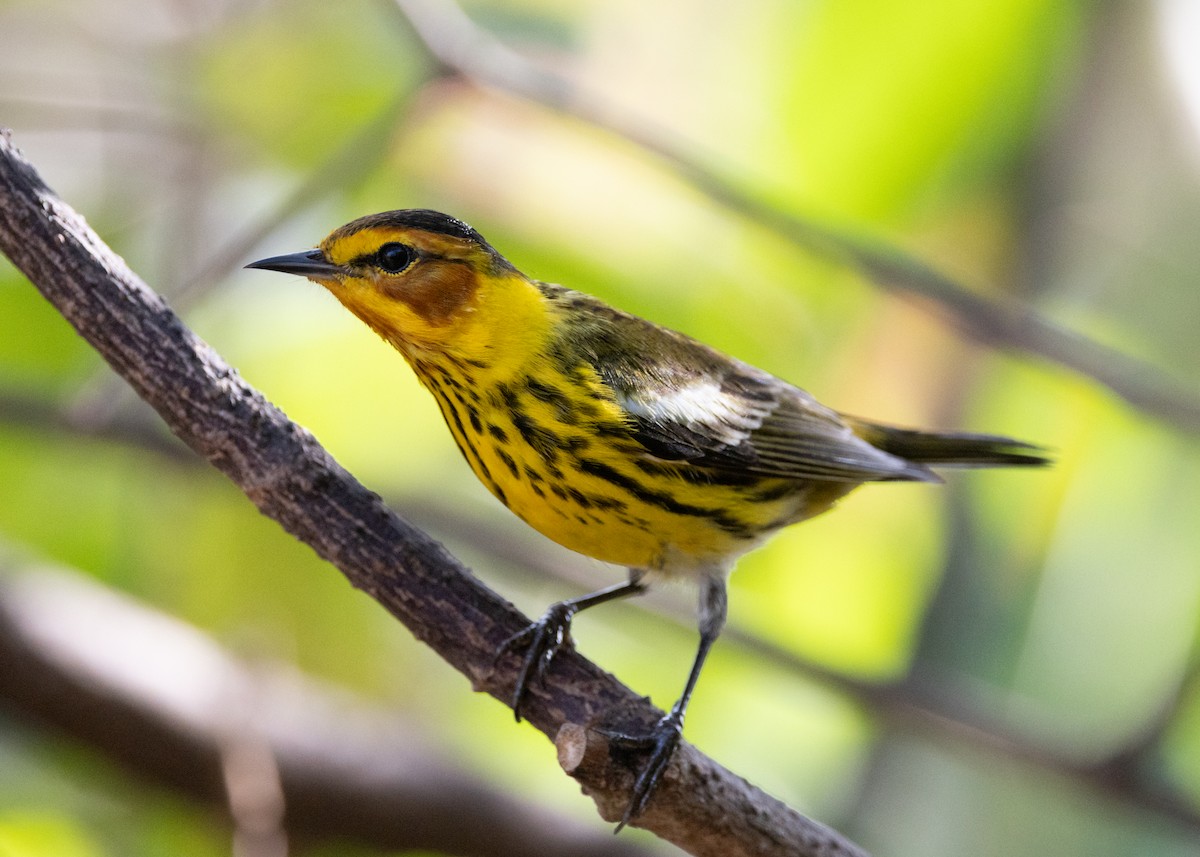 Cape May Warbler - ML620789627