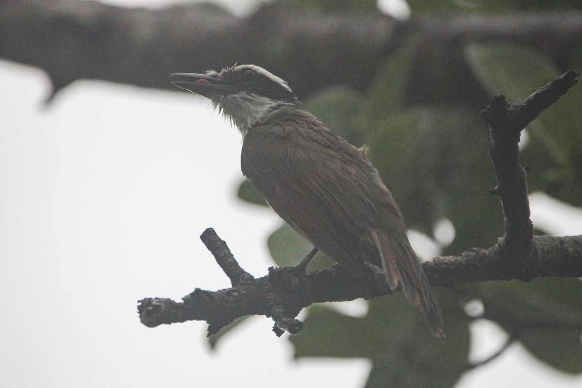 Great Kiskadee - ML620789628