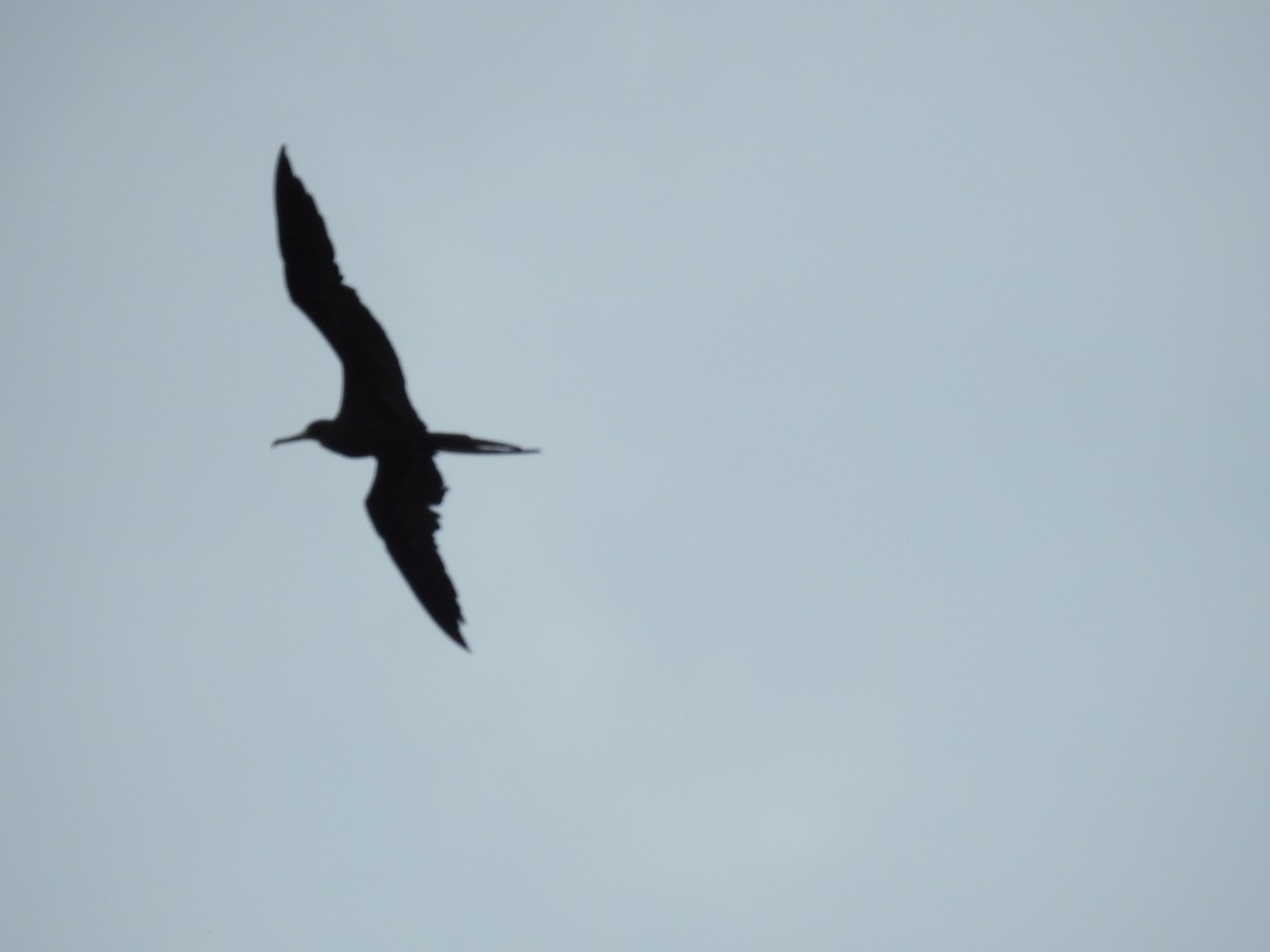 Magnificent Frigatebird - ML620789631