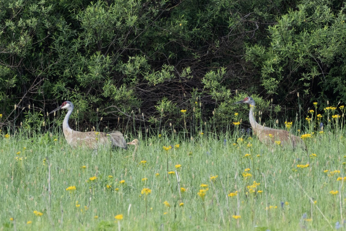 Sandhill Crane - Jake Bramante