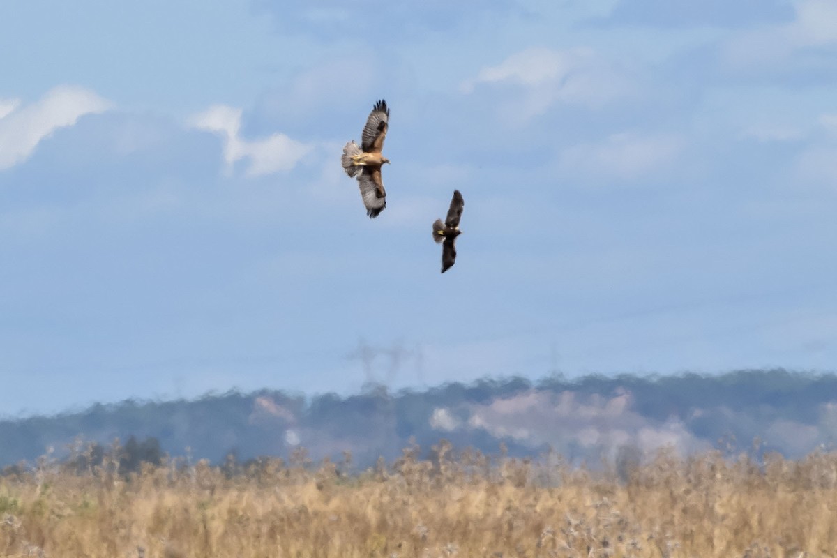 Bonelli's Eagle - Bruno Santos