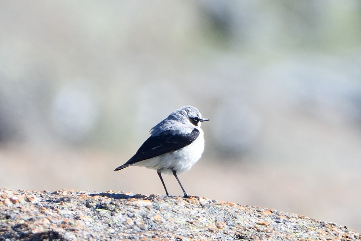 Northern Wheatear - ML620789649