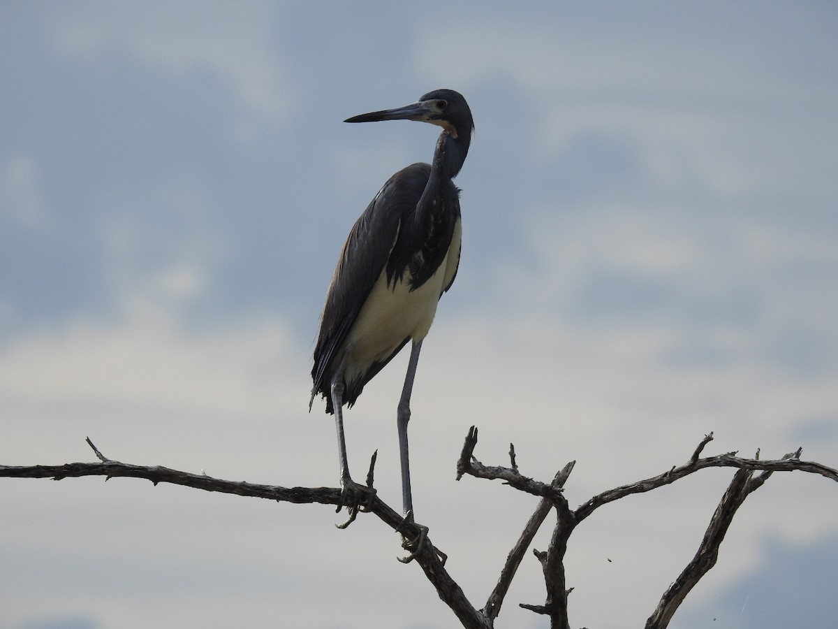 Tricolored Heron - ML620789658