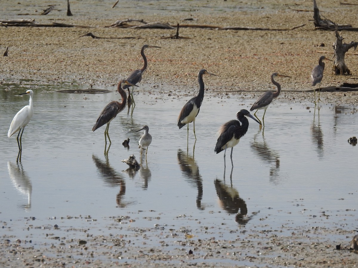 Tricolored Heron - ML620789659