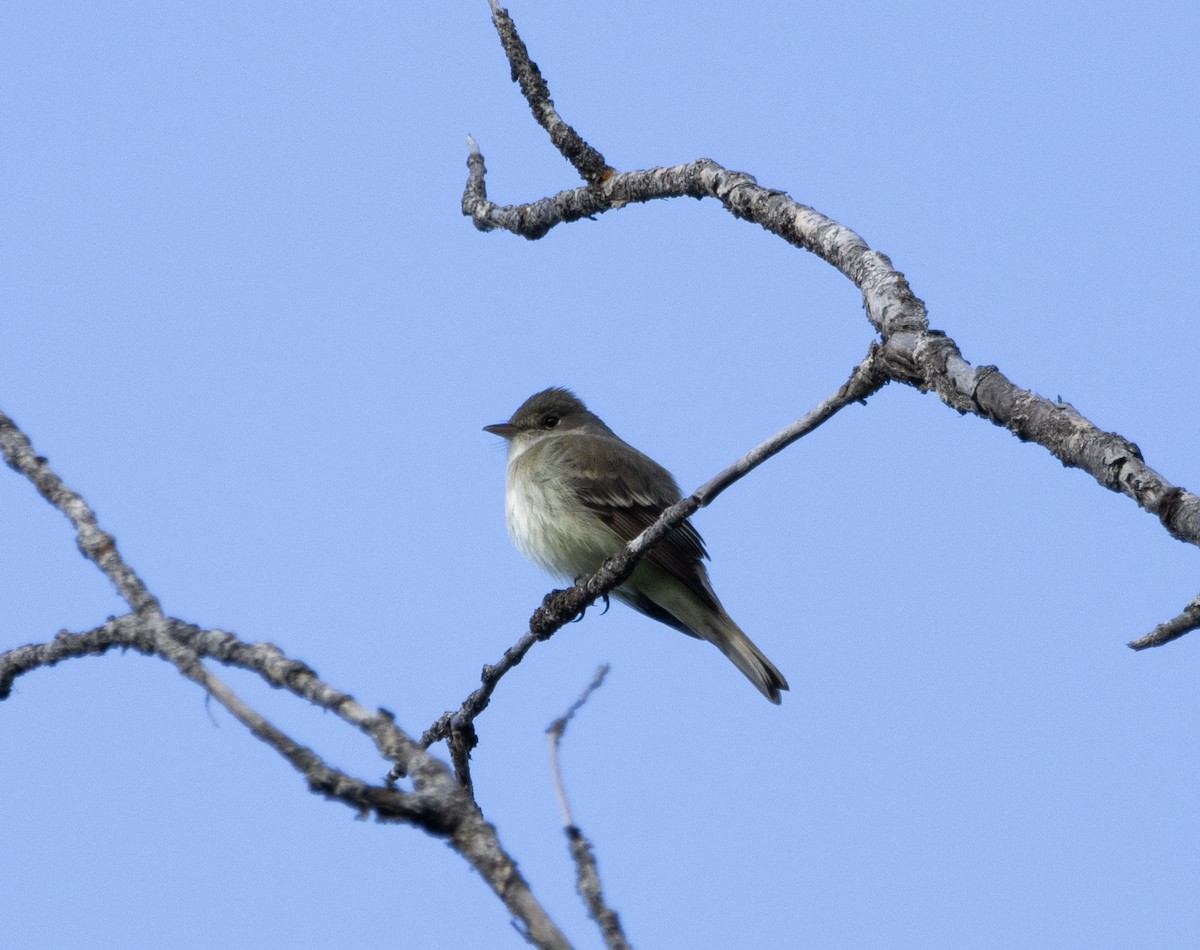 Alder Flycatcher - Jake Bramante