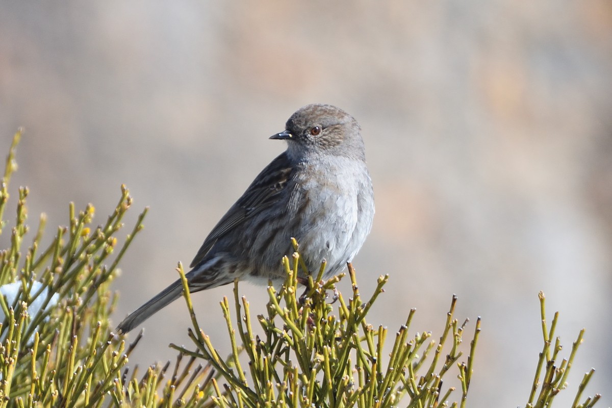 Dunnock - ML620789661