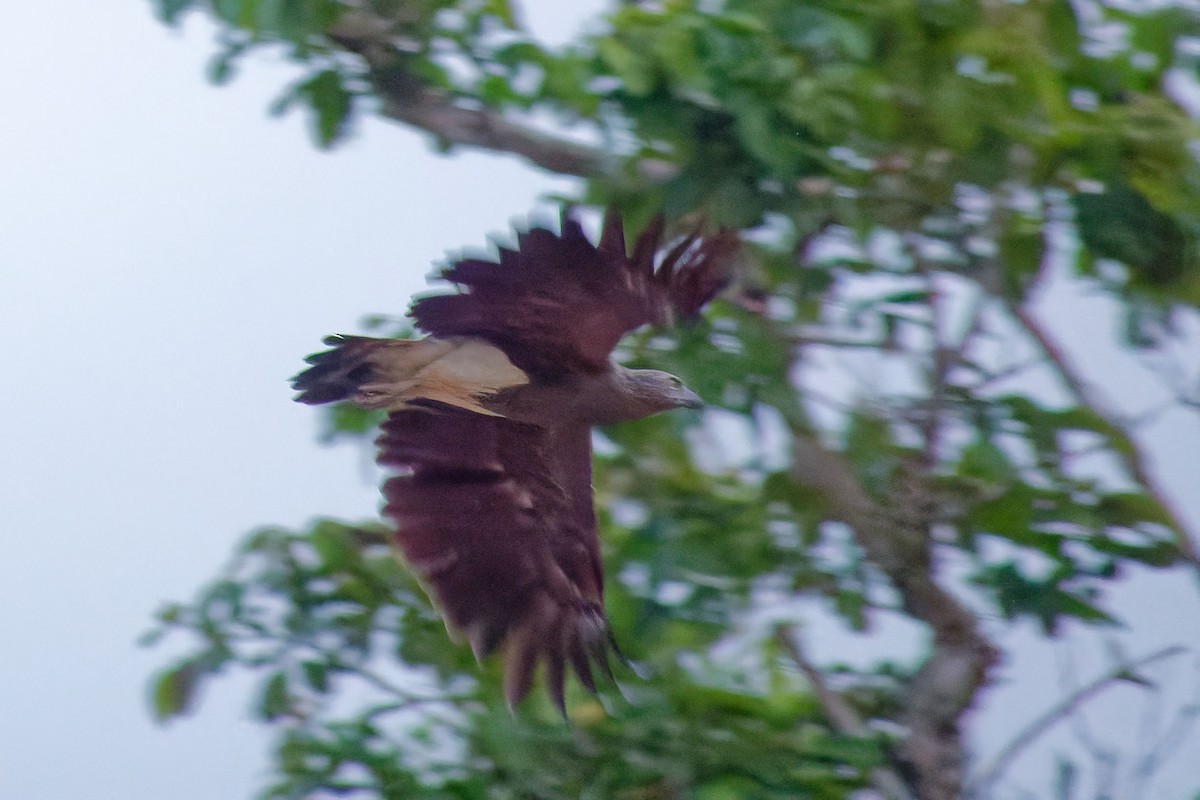 Lesser Fish-Eagle - ML620789662