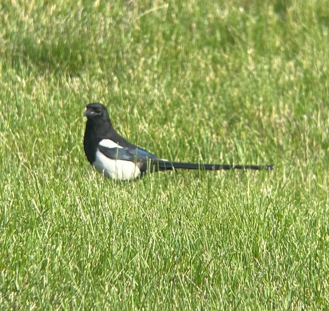 Black-billed Magpie - ML620789671