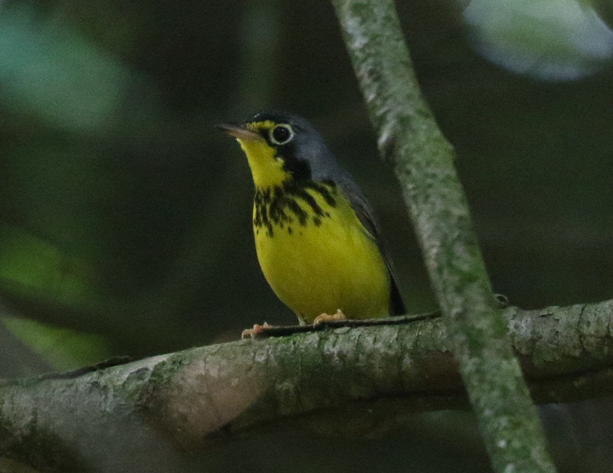 Canada Warbler - Bobby Brown