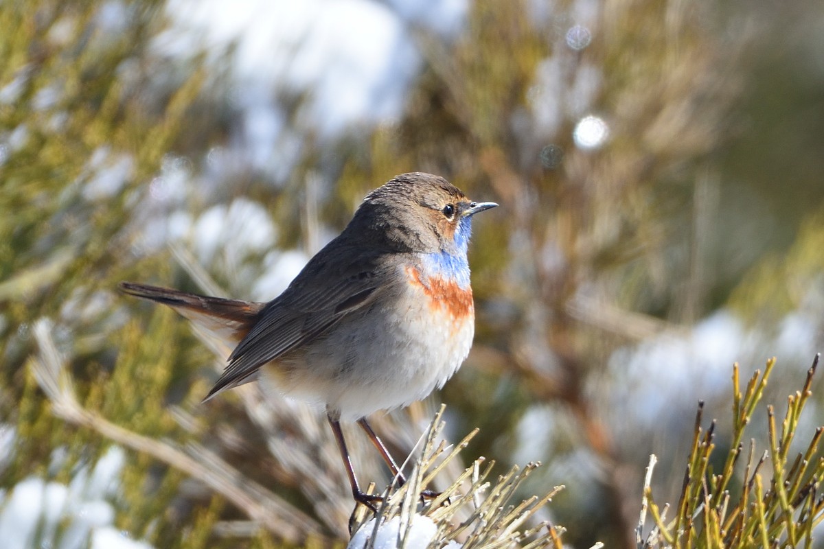 Bluethroat - ML620789693