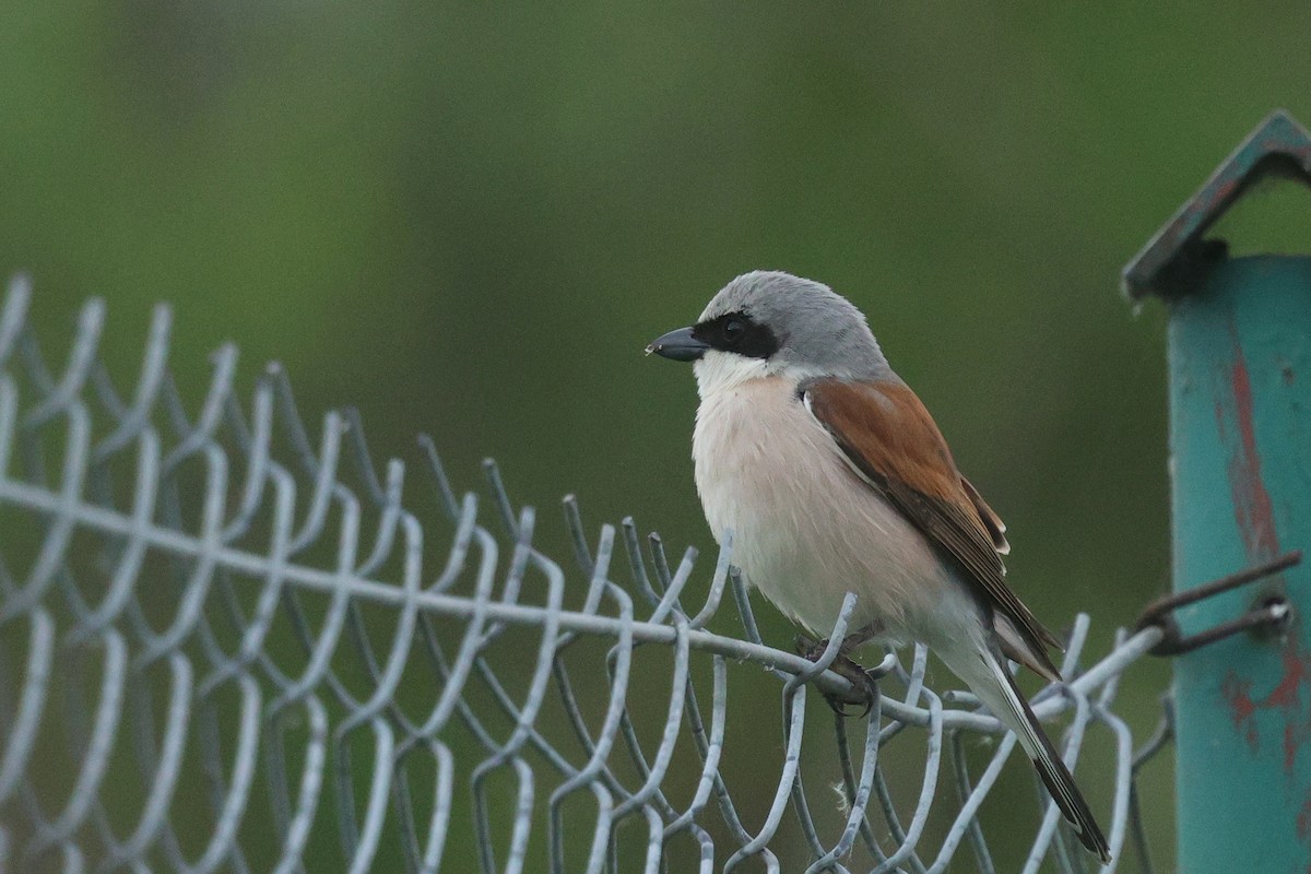 Red-backed Shrike - ML620789706