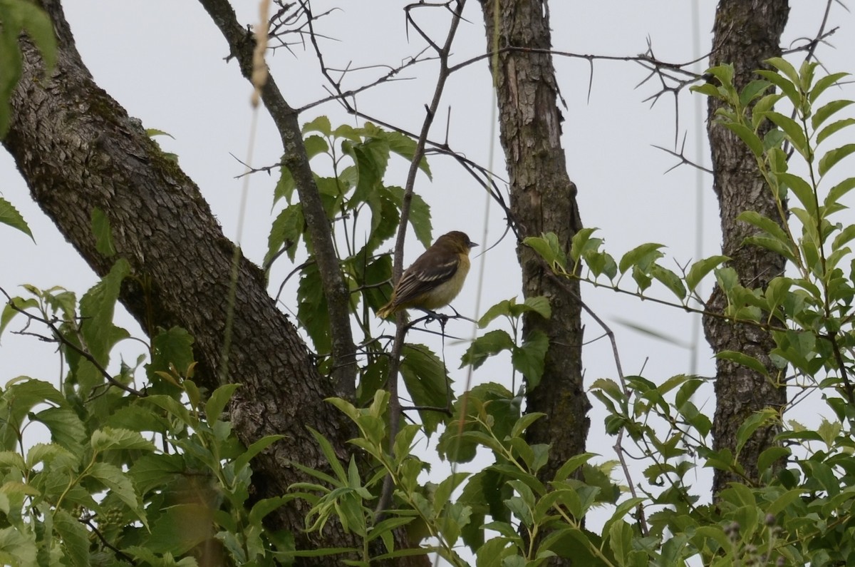 Baltimore Oriole - ML620789727