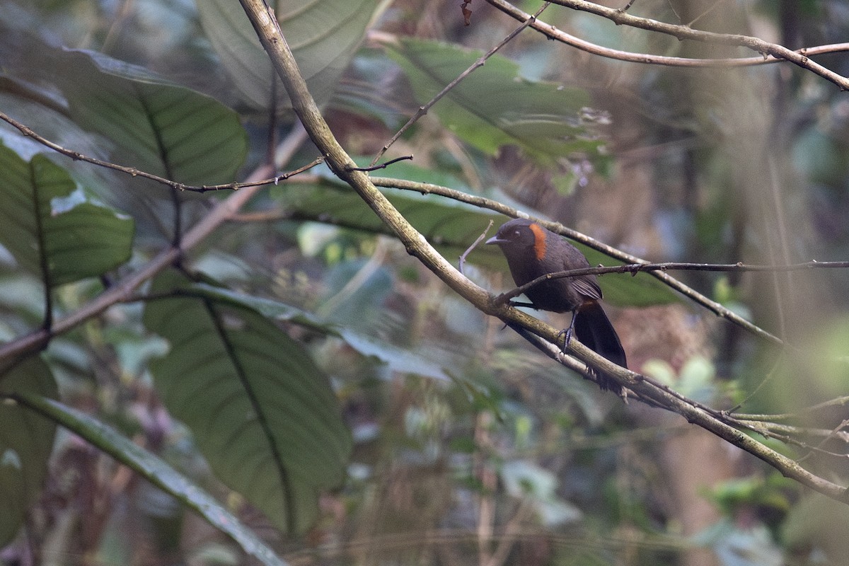 Rufous-necked Laughingthrush - ML620789730