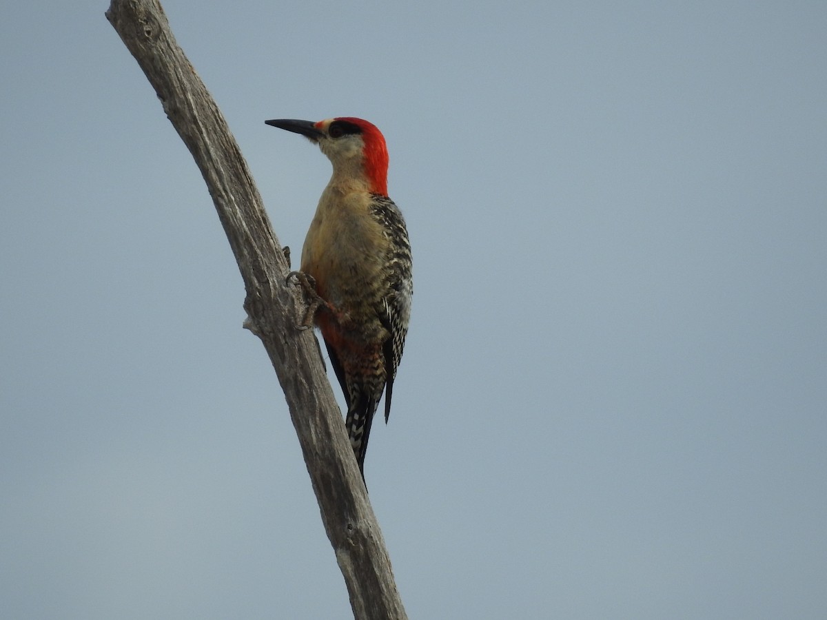 West Indian Woodpecker - ML620789731