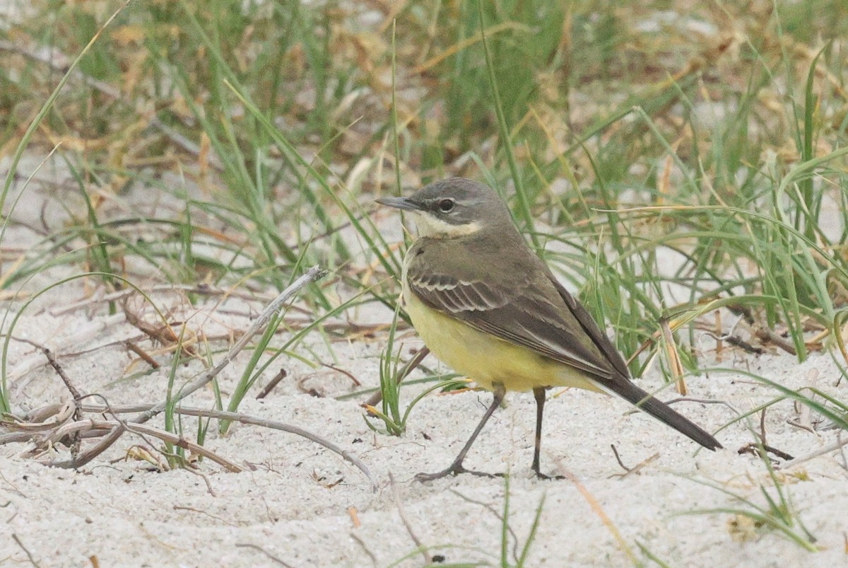 Western Yellow Wagtail - ML620789732