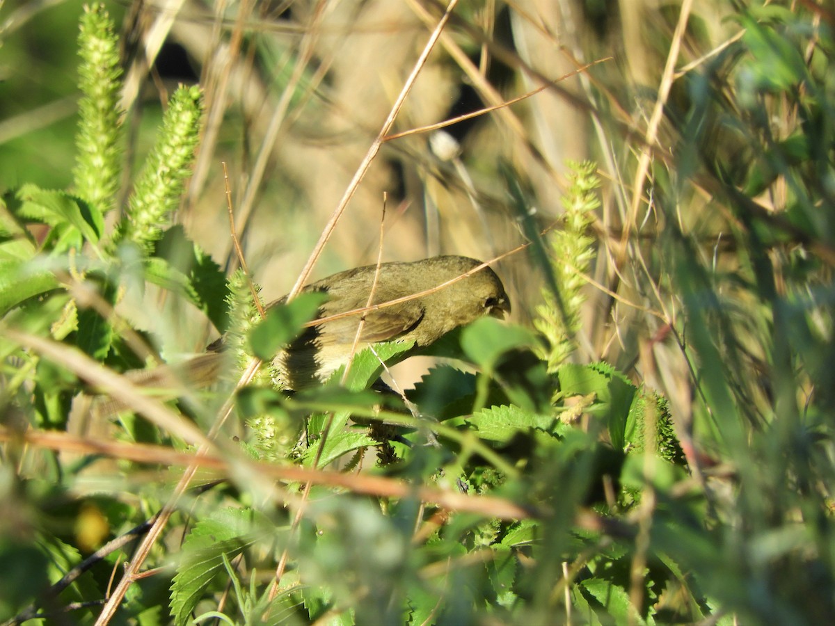 Double-collared Seedeater - ML620789737