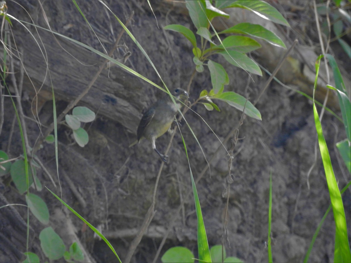 Double-collared Seedeater - ML620789738