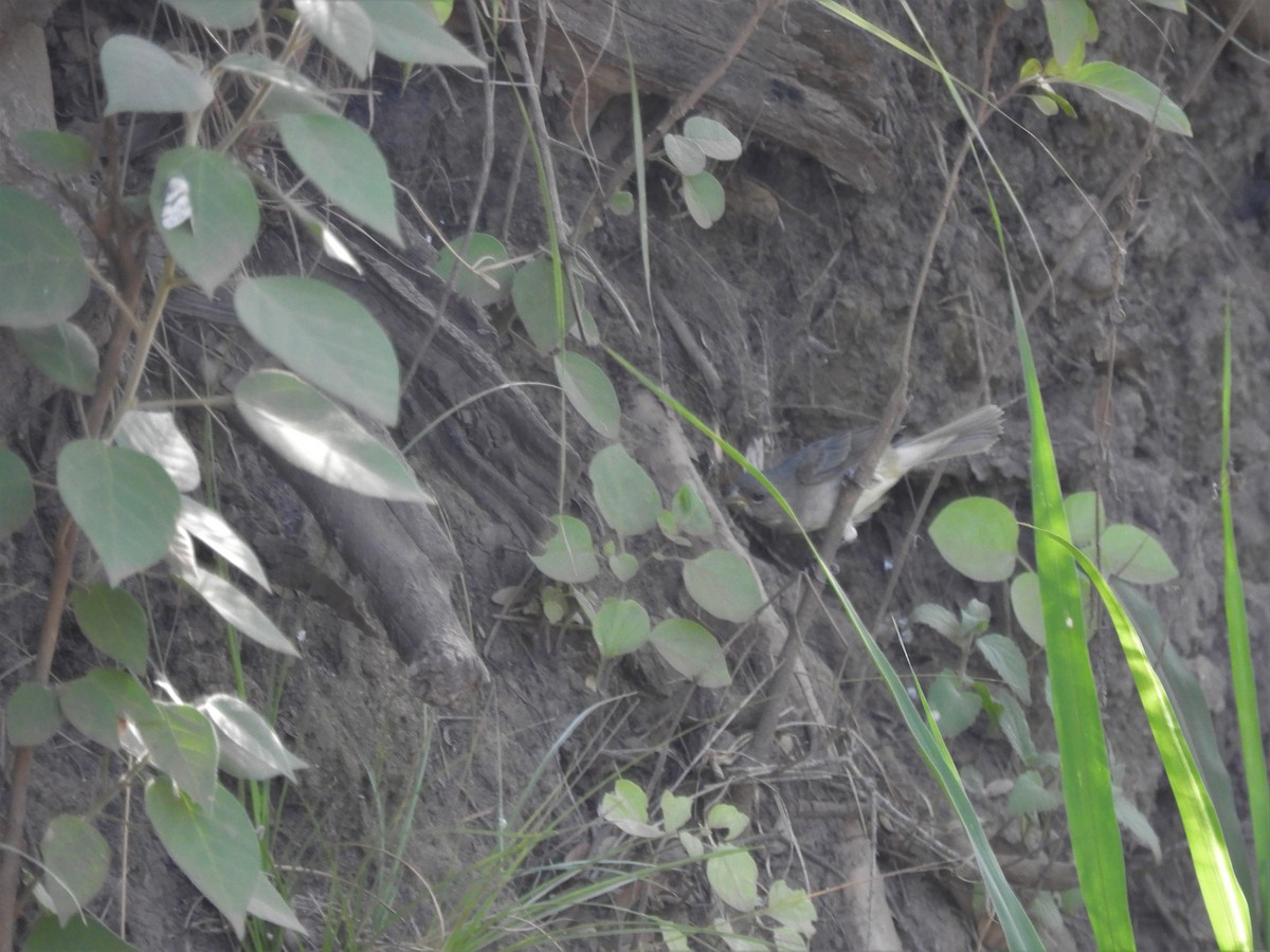 Double-collared Seedeater - ML620789739