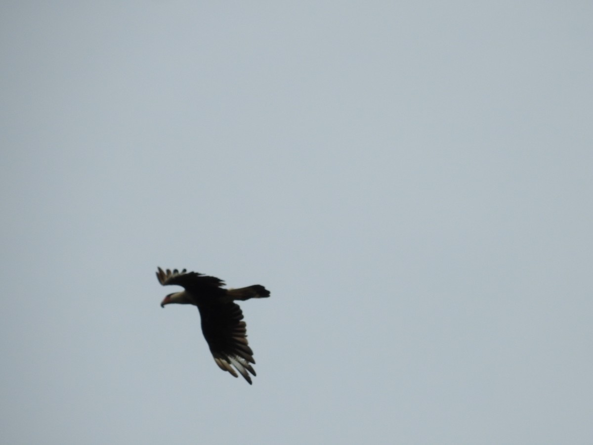 Caracara Carancho - ML620789748