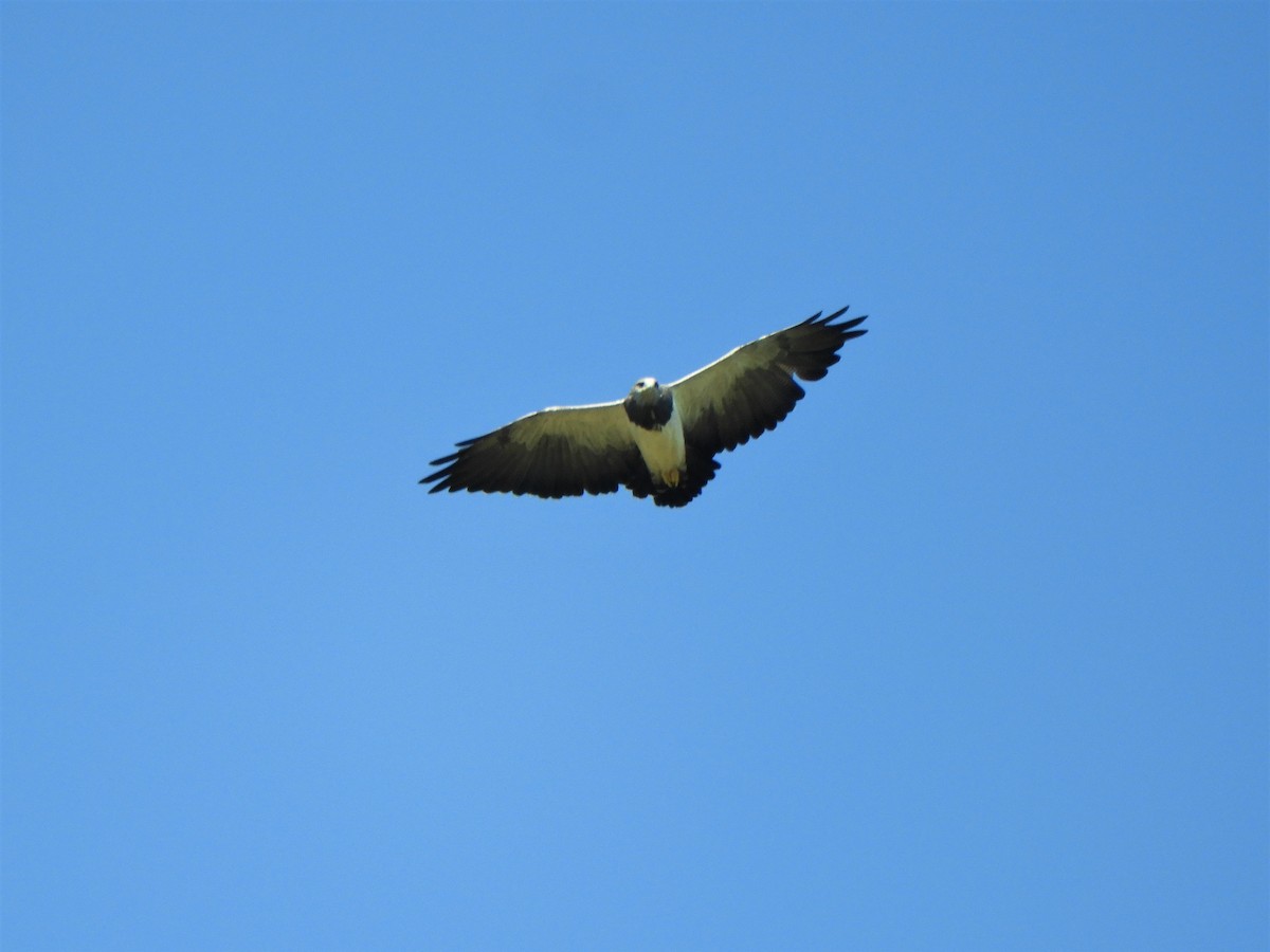 Black-chested Buzzard-Eagle - ML620789756